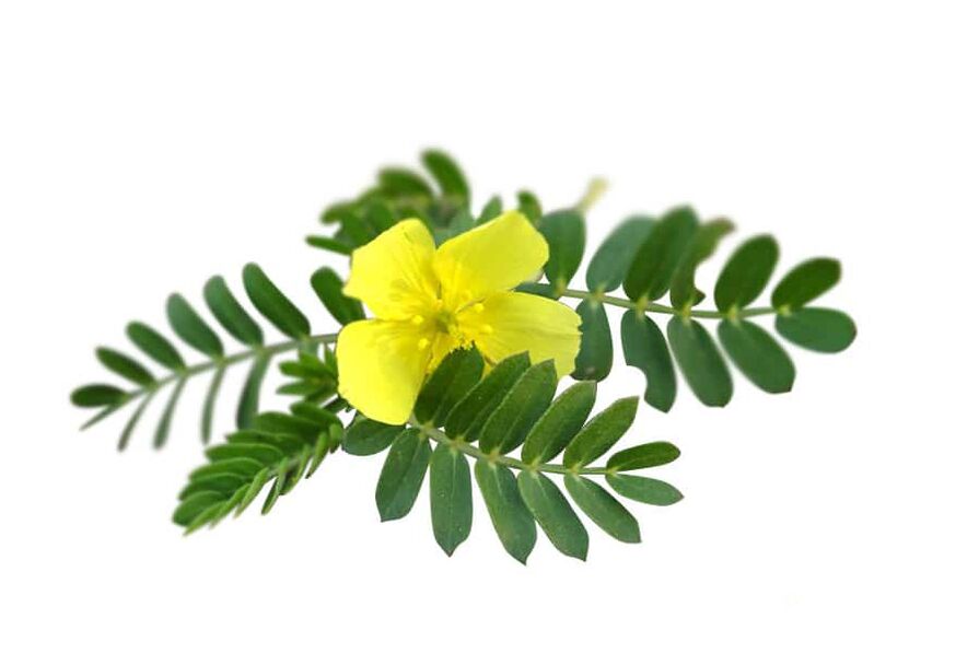 Tribulus terrestris as part of Glucoren